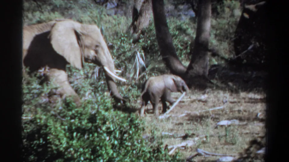 1969 Khartoum footage shows an adult elephant and calf moving through a wooded habitat, seen through dark film-frame edges.