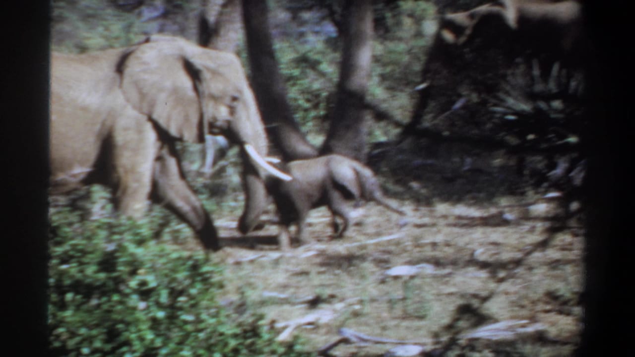 Adult elephant and calf continue across dry ground in the Khartoum 1969 8mm footage, with trees and brush behind them.