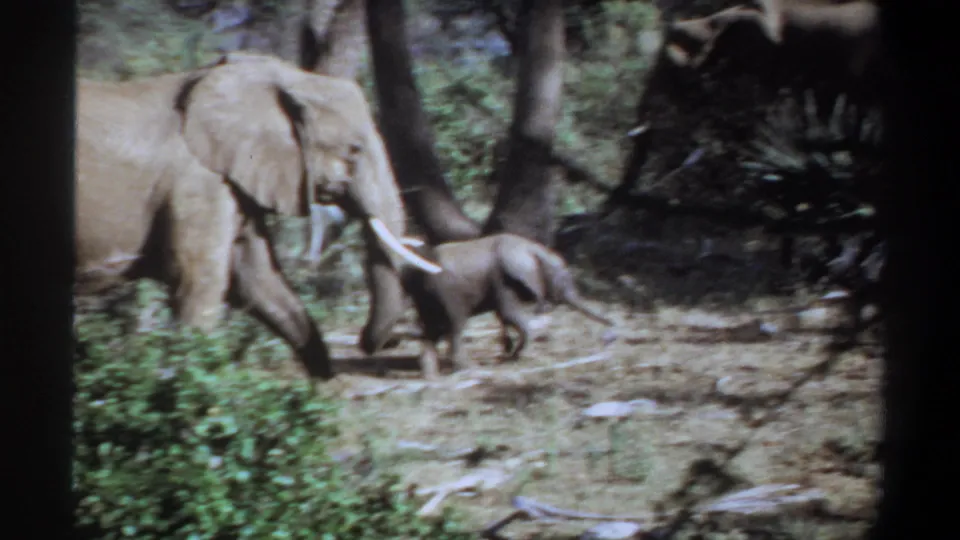 Adult elephant and calf continue across dry ground in the Khartoum 1969 8mm footage, with trees and brush behind them.