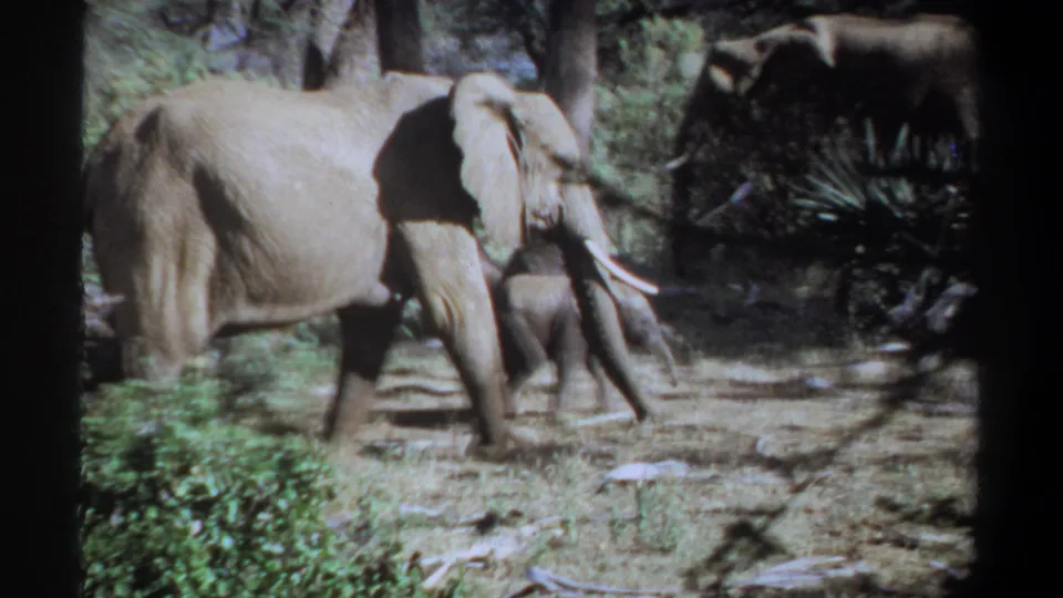 The adult elephant fills more of the frame as the calf walks close by in the wooded Khartoum habitat.