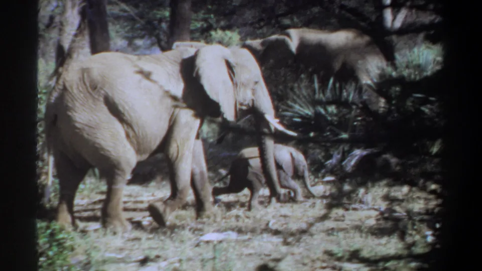 Adult elephant and calf appear near dense brush and tree shadows in the 1969 Khartoum home-movie frame.