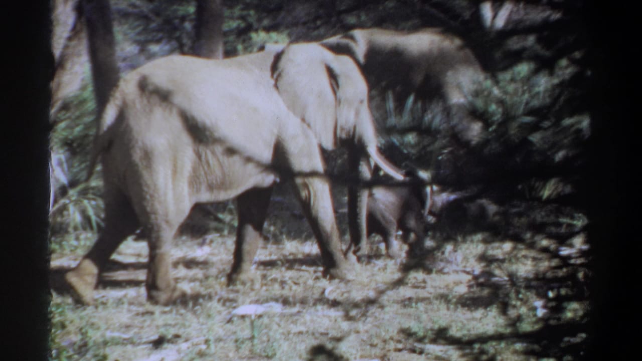 1969 Khartoum, Sudan home-movie frame showing two adult elephants and a calf moving through a wooded outdoor setting.