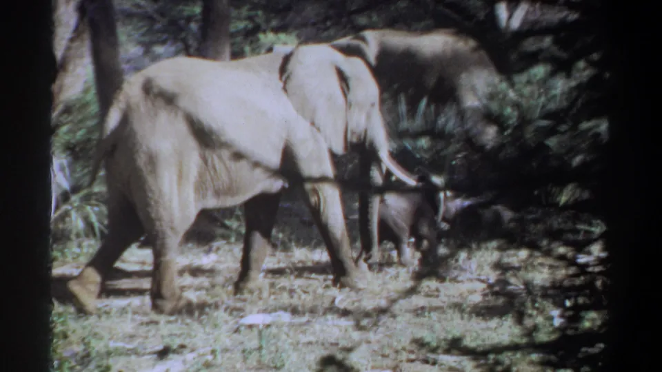 1969 Khartoum, Sudan home-movie frame showing two adult elephants and a calf moving through a wooded outdoor setting.