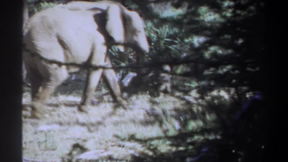 A faded 8mm frame from the Khartoum, Sudan clip shows an adult elephant moving behind branches and tree shade.