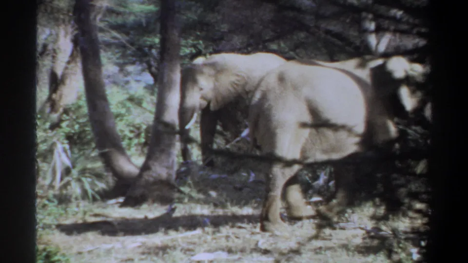 1969 Sudan home-movie frame showing a large elephant crossing behind tree trunks in soft, grainy color.