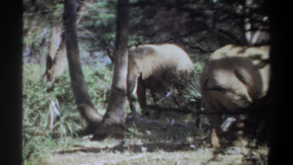 The final frame shows elephants partly cropped near trees and green foliage in the supplied 1969 Khartoum, Sudan footage.