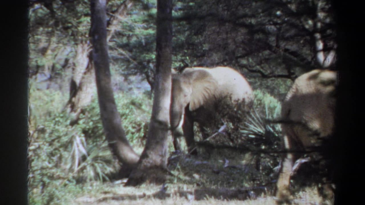 1969 Sudan 8mm frame showing an elephant moving through trees and dense green brush, with dark film edges visible.