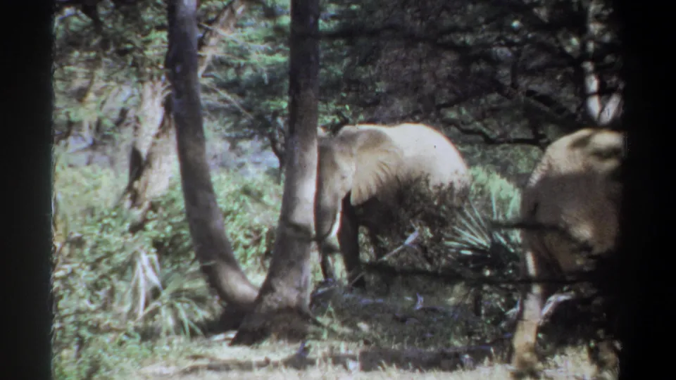 1969 Sudan 8mm frame showing an elephant moving through trees and dense green brush, with dark film edges visible.
