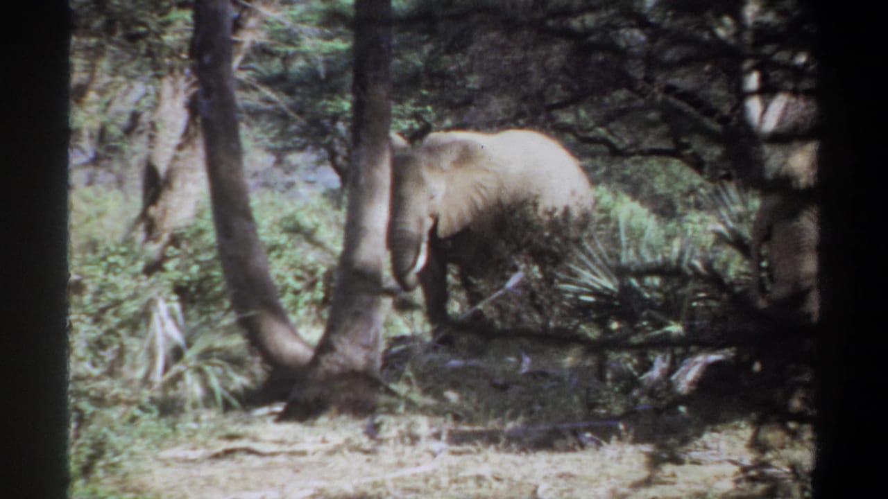 1969 Sudan home-movie frame of an elephant passing behind trees and low vegetation in bright, uneven sunlight.