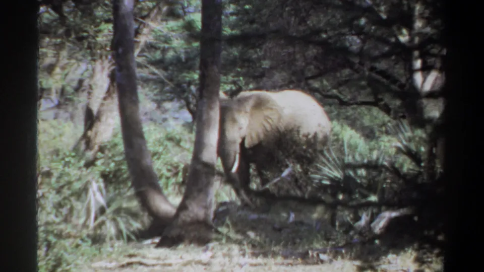 1969 Sudan 8mm frame showing an elephant partly covered by brush and tree trunks in a shaded green landscape.