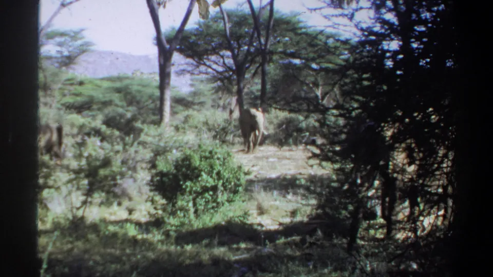 1969 Sudan 8mm frame with a wider view of trees, scrub vegetation, distant hills, and an elephant farther back in the landscape.