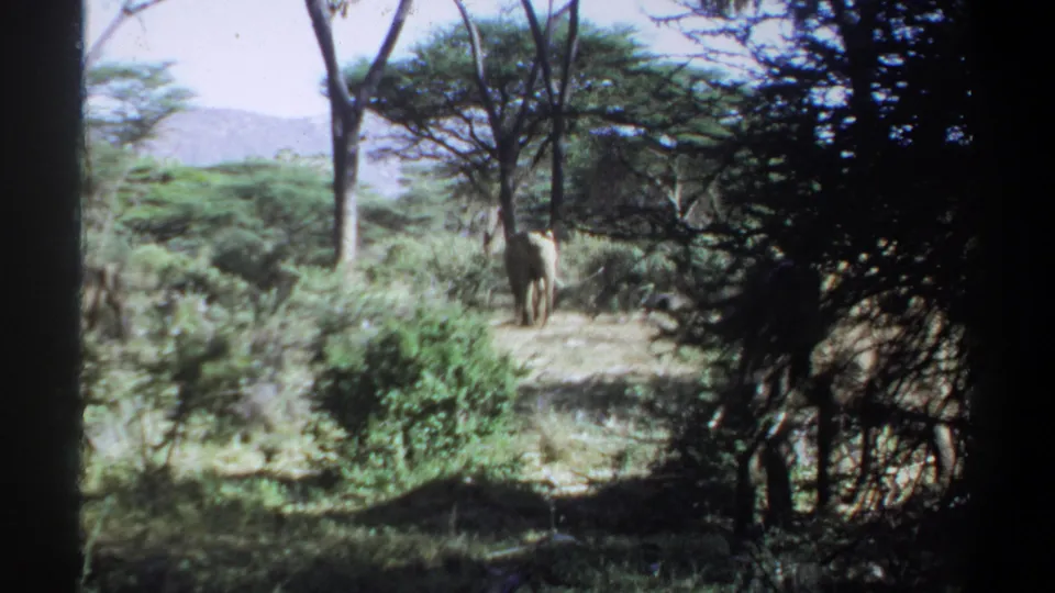 1969 Sudan 8mm frame showing elephants partly obscured by trees and brush in a green savanna landscape near Khartoum.