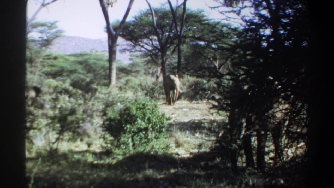 Elephant stands near the center of a wooded savanna scene with dense brush.