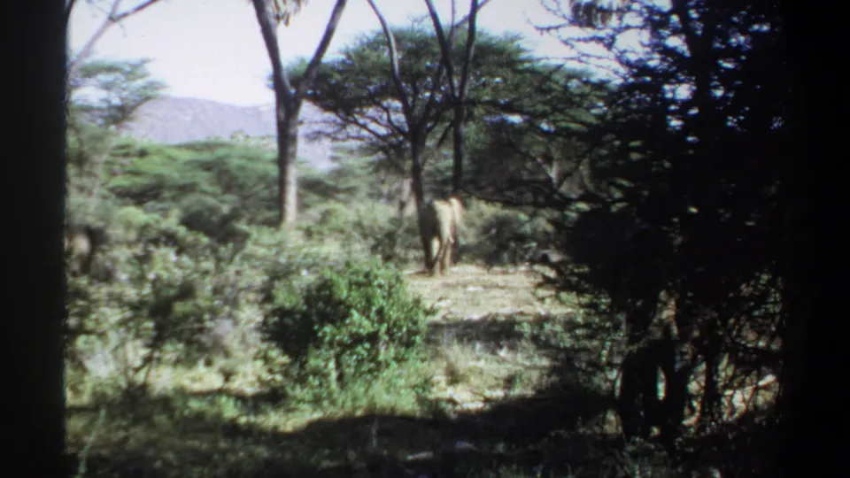 1969 Sudan 8mm frame showing an elephant moving through shrubs and dry grass, with another elephant partly at the left edge.