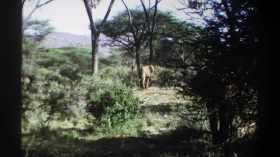 1969 Sudan 8mm frame of an elephant in a wooded savanna clearing near Khartoum, with brush and hills behind it.