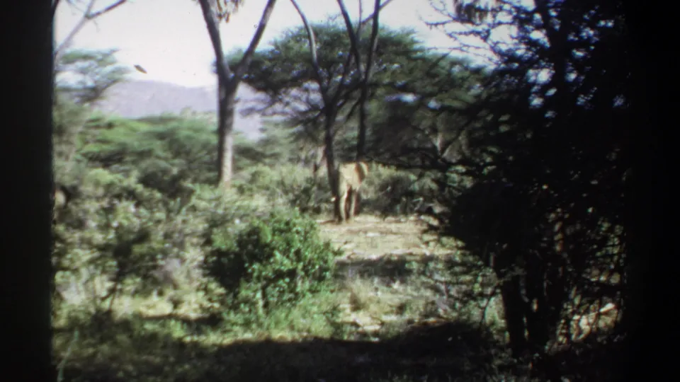 1969 Sudan 8mm frame showing elephants beyond dense foreground foliage in a wooded savanna clearing.