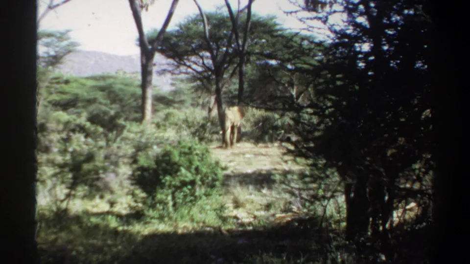Late-1960s 8mm wildlife frame from Sudan with elephants visible through trees and shadowed foreground vegetation.