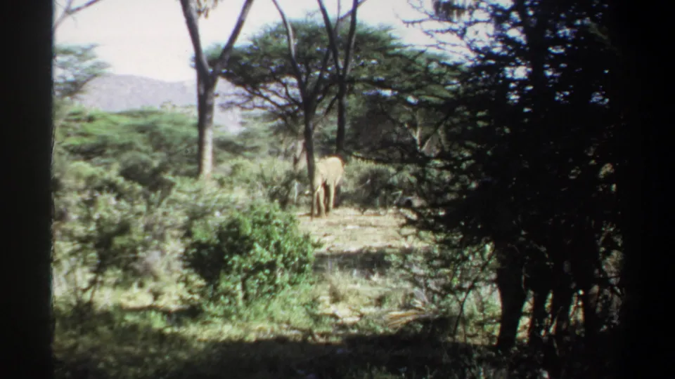 1969 Khartoum-area home-movie frame showing elephants walking slowly across a shrub-lined clearing.