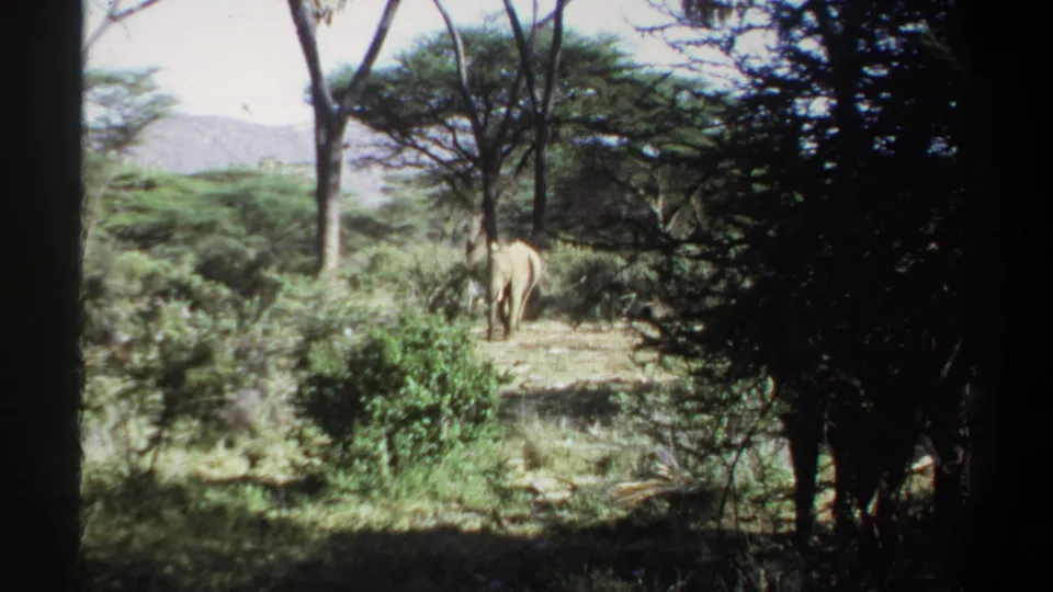 Sudan 1969 8mm frame with elephants near the center, seen through dark foreground foliage and sunlit trees.