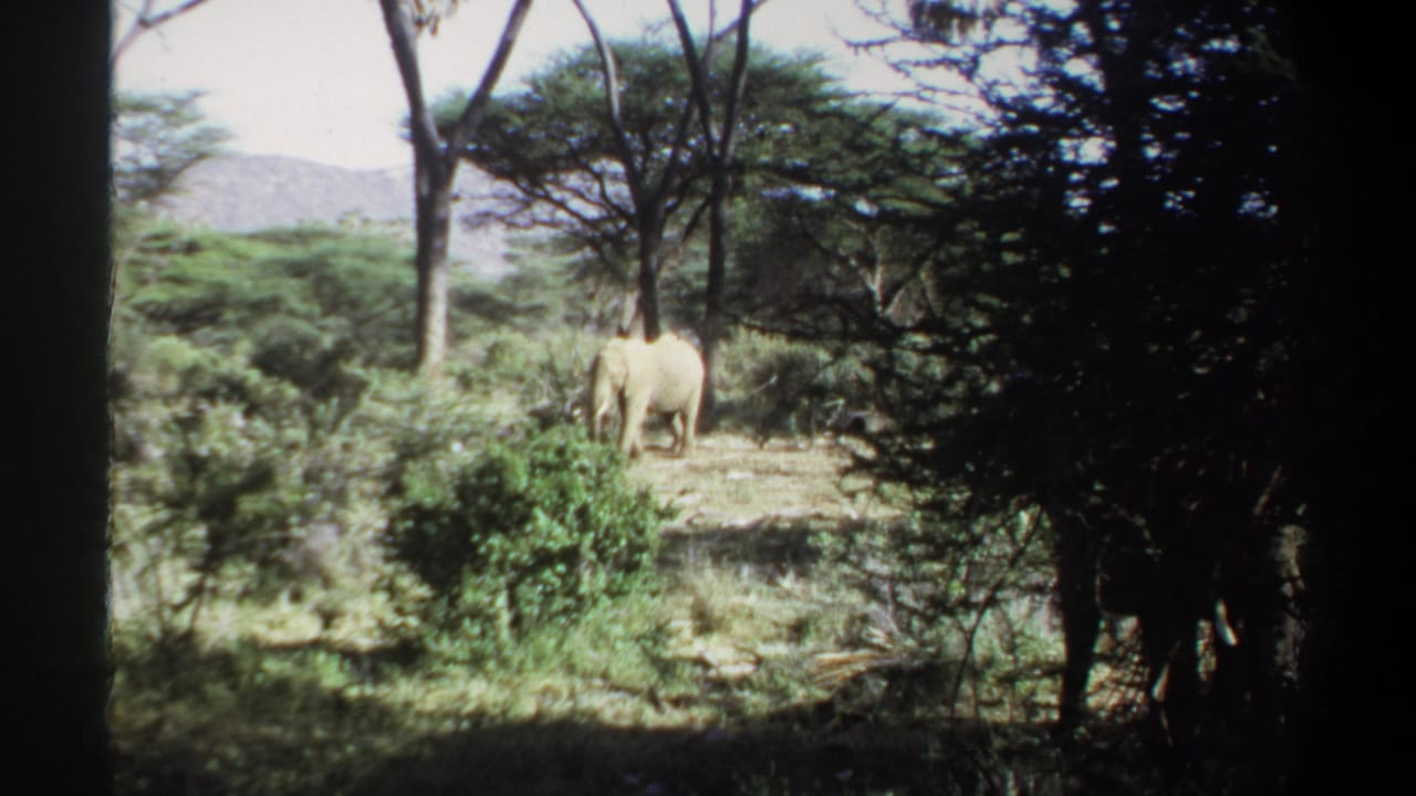 Elephant in a bright clearing with shrubs, trees, and distant hills.