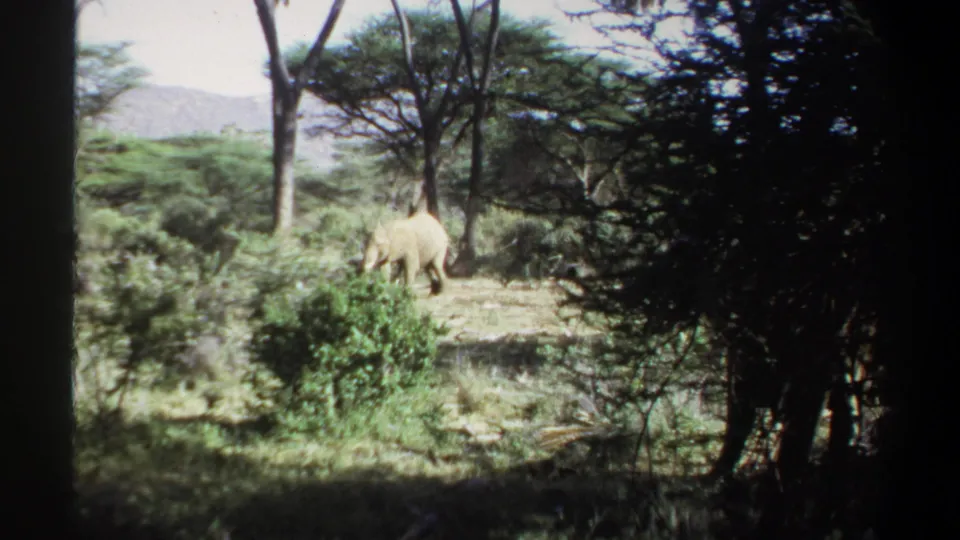 8mm home-movie frame from 1969 Sudan showing an elephant walking left through a sunlit clearing near Khartoum.