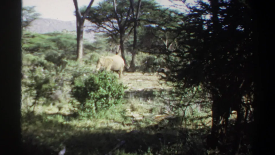 1969 Khartoum-area 8mm frame with an elephant near trees, partly surrounded by shrubs and deep foreground shade.