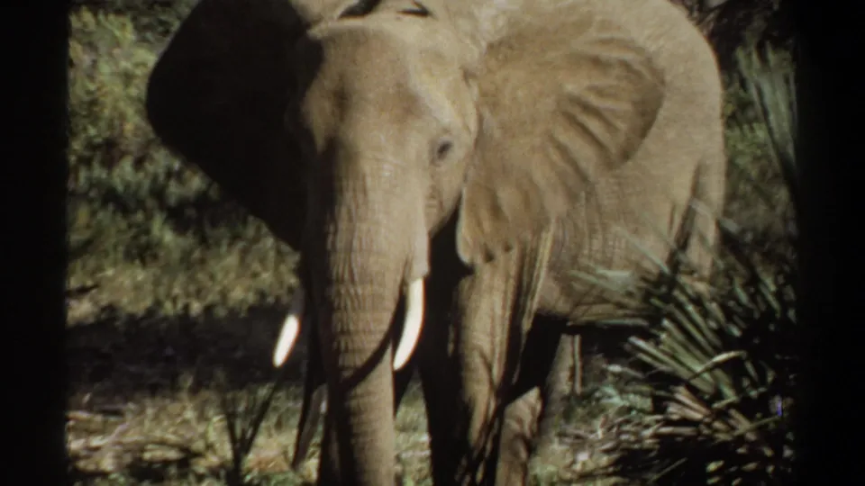 1969 Sudan 8mm frame showing a tusked elephant moving through scrub and dry grass, seen through dark foreground framing.
