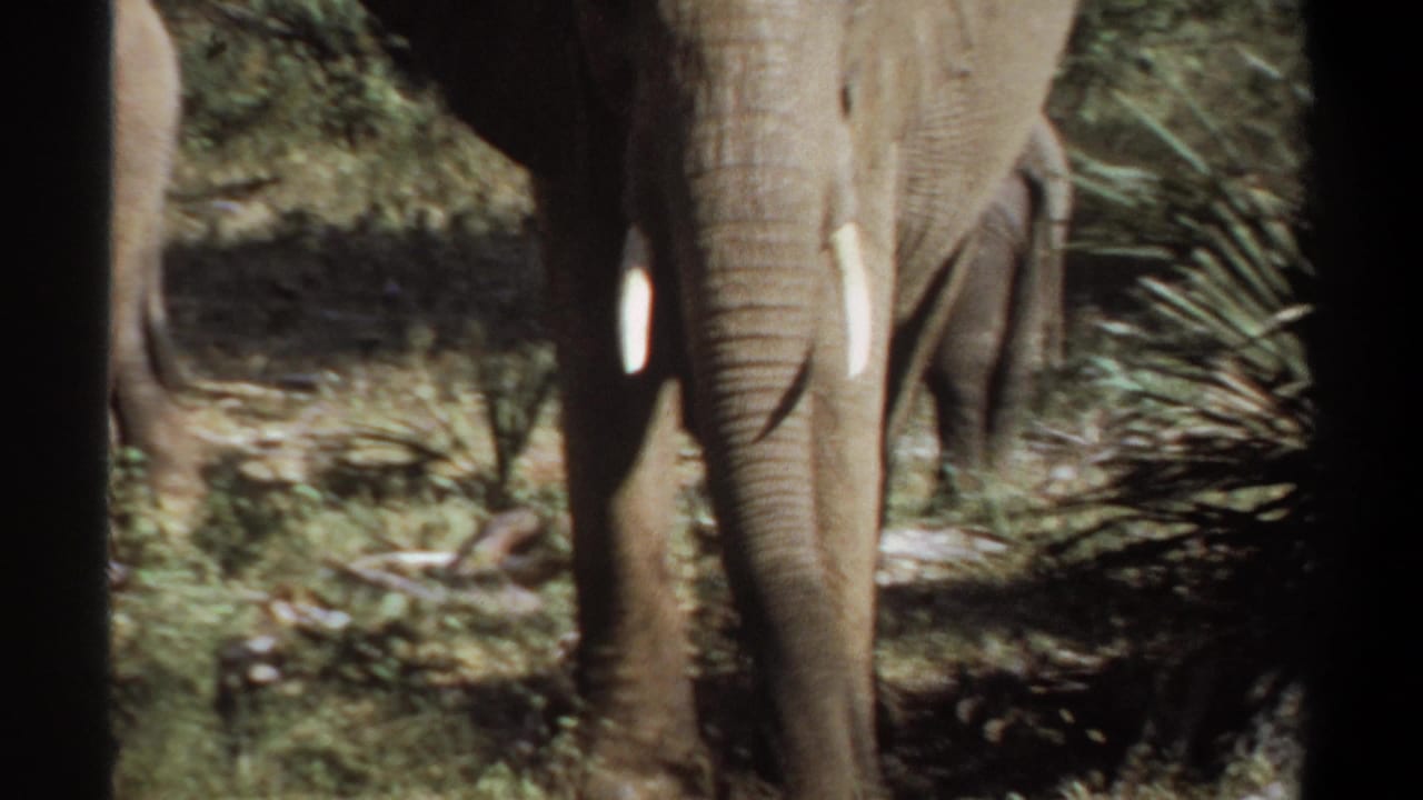 1969 Sudan 8mm frame with a tusked elephant facing the camera, partially blocked by dark foreground framing and scrub vegetation.