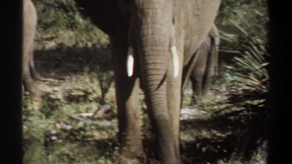 1969 Sudan 8mm frame with a tusked elephant facing the camera, partially blocked by dark foreground framing and scrub vegetation.