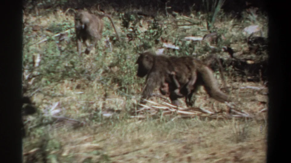 1969 Sudan 8mm frame showing a baboon moving through dry vegetation with a smaller young animal nearby among scrub plants.
