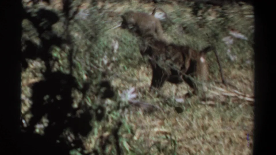 In reported 1969 Khartoum, Sudan footage, a baboon walks through dry grass and low vegetation in a grainy 8mm frame.