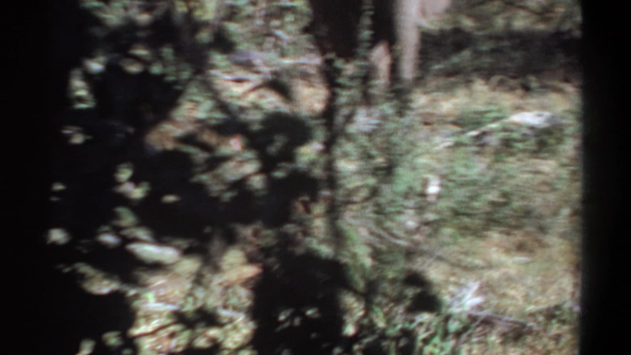 Sparse sunlit brush and ground shadows with no clearly visible animal in the frame.