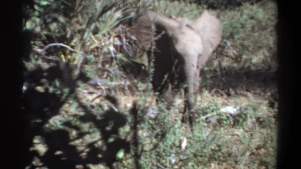 In reported 1969 Khartoum, Sudan footage, a young elephant stands or moves away through dry grass and scrub in a faded 8mm frame.