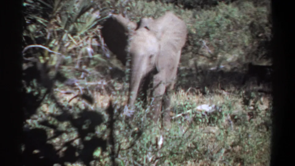 The reported 1969 Sudan home movie shows a young elephant among scrub, partly obscured by a tree trunk and framed by 8mm gate edges.