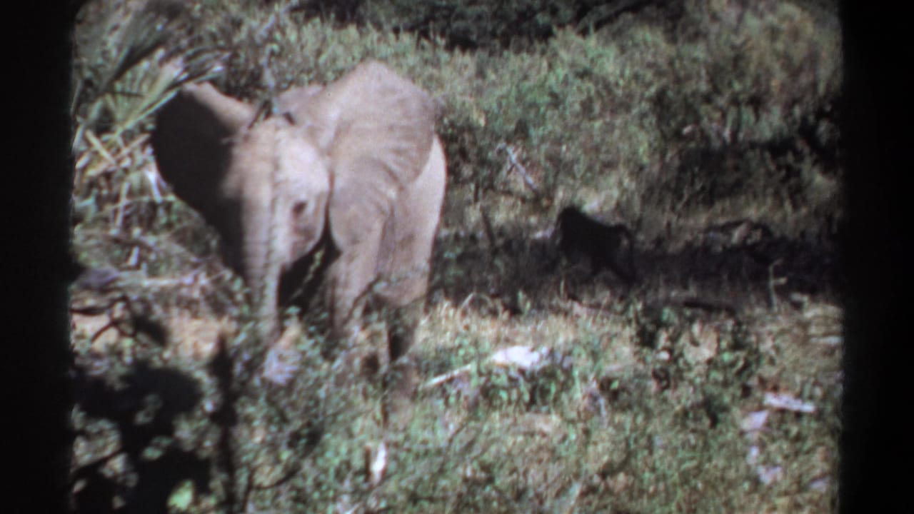 Young elephant facing the camera amid green brush and dry ground.