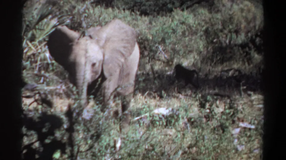 Young elephant in brush, from 1969 Khartoum, Sudan home-movie footage, facing the handheld camera through vegetation.