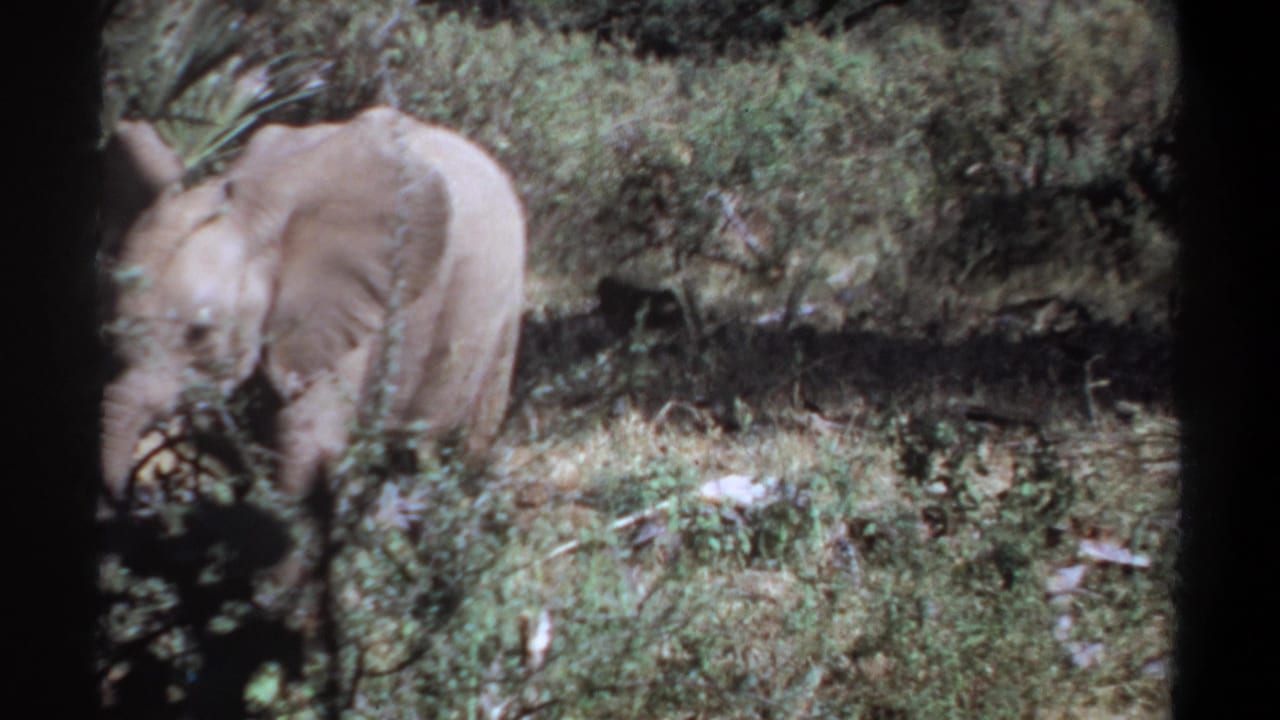 Young elephant moving through dense vegetation in 1969 Khartoum, Sudan footage, with soft 8mm color and shadowed foreground plants.