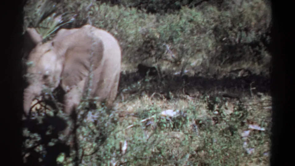 Young elephant moving through dense vegetation in 1969 Khartoum, Sudan footage, with soft 8mm color and shadowed foreground plants.