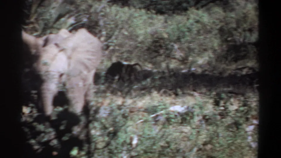 Young elephant appears through foreground vegetation in the 1969 Sudan home-movie frame, with grainy color and handheld framing.