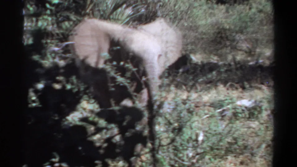 Young elephant walks rightward behind brush in Khartoum, Sudan, as captured on short 1969 8mm home-movie footage.