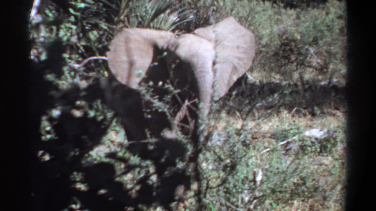 1969 Sudan 8mm frame showing an elephant partly hidden by brush, facing the camera with broad ears spread in bright daylight.