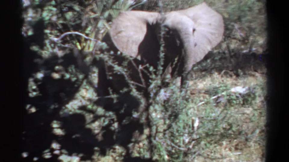 1969 Sudan 8mm frame with an elephant facing forward behind brush and low vegetation, with dark film-edge shadows at the sides.