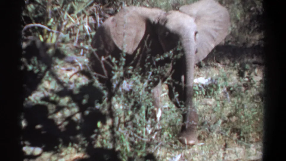 1969 Sudan 8mm frame showing an elephant stepping through brush, trunk down and ears visible, in a bright natural setting.
