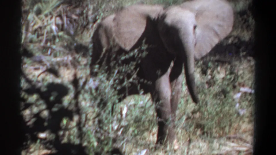 1969 Sudan 8mm frame showing the elephant moving through sunlit brush, with its head, ears, trunk, and front legs visible.