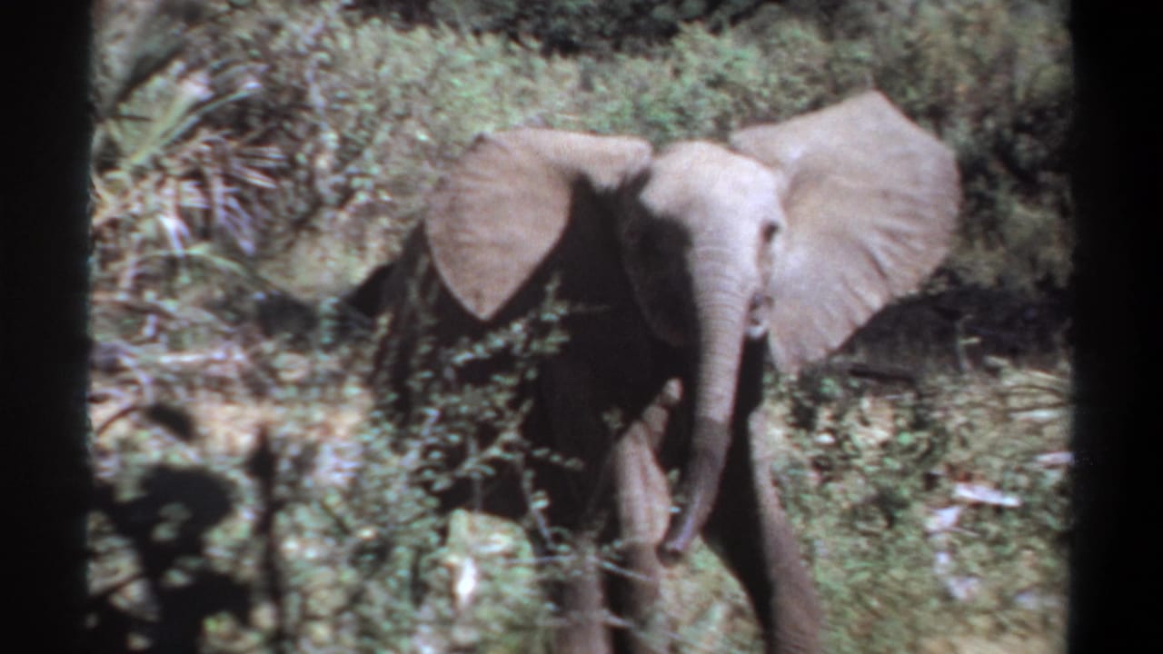 1969 Khartoum, Sudan 8mm frame showing a young African elephant partly hidden by grass and brush, facing the camera with ears spread.