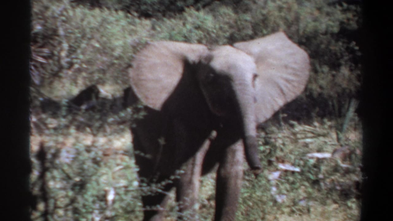 1969 Khartoum, Sudan 8mm frame of a young elephant in scrub, its body partly shadowed and partly obscured by vegetation.