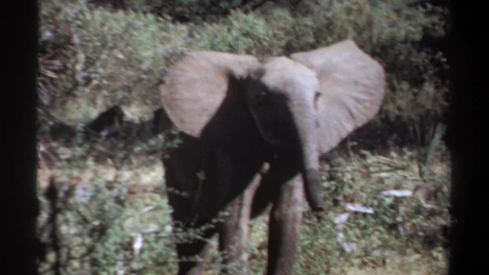 1969 Khartoum, Sudan 8mm frame of a young elephant in scrub, its body partly shadowed and partly obscured by vegetation.