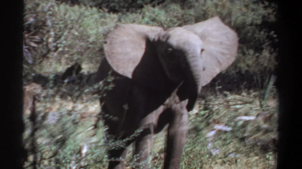 1969 Khartoum, Sudan 8mm frame showing the young elephant closer to camera, with foliage crossing the lower foreground.