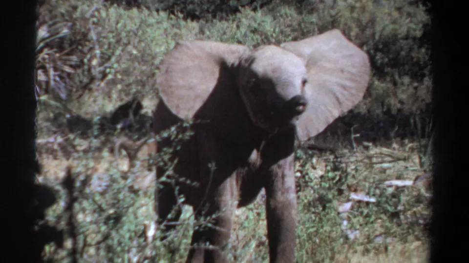1969 Khartoum, Sudan 8mm frame of a young elephant among scrub plants, lifting its trunk near its mouth or face.