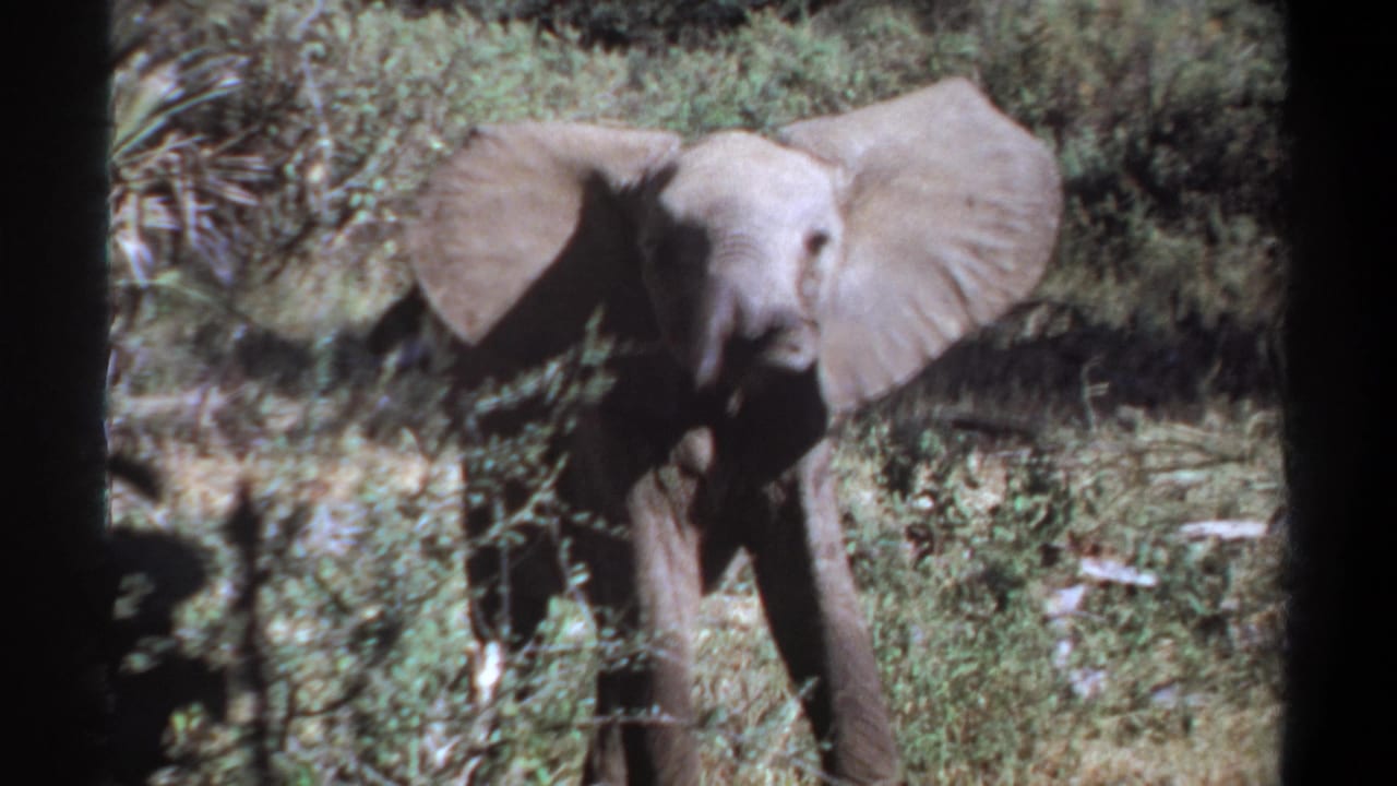 Young elephant facing the camera in dense green brush with ears spread wide.